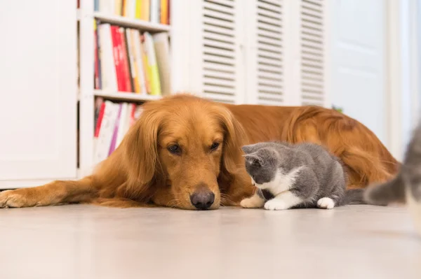 Cães e gatos, tomados dentro de casa — Fotografia de Stock