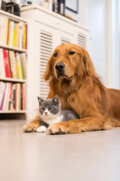 Köpek ve kedi, iç çekilmiş — Stok fotoğraf