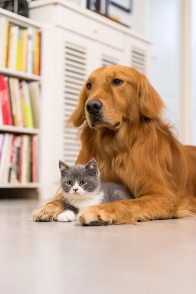 Köpek ve kedi, iç çekilmiş — Stok fotoğraf