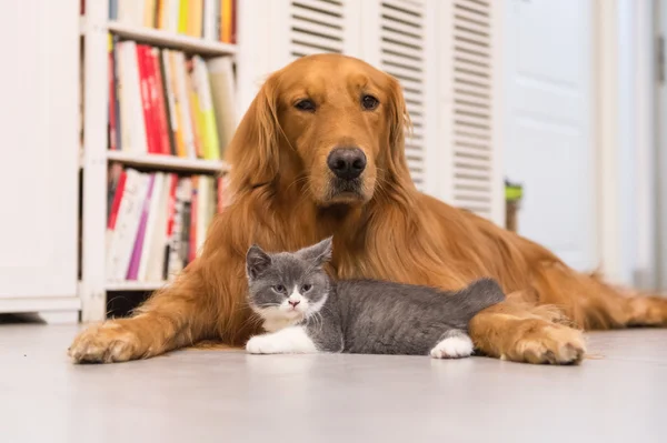 Hunde und Katzen im Haus — Stockfoto