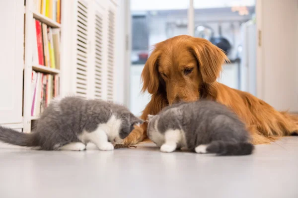 Perros y gatos, tomados en interiores —  Fotos de Stock