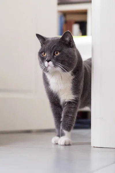 O gato cinza, tomado dentro de casa — Fotografia de Stock