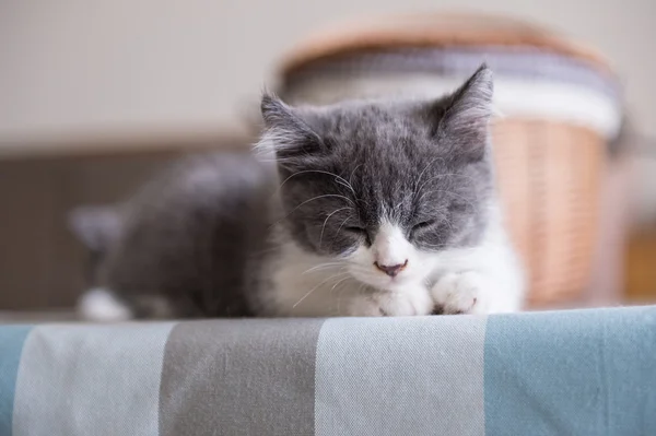 Británico Taquigrafía, gatito, disparo en el interior — Foto de Stock