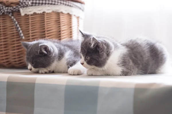 Brittisk korthår, kattunge, sköt inomhus — Stockfoto