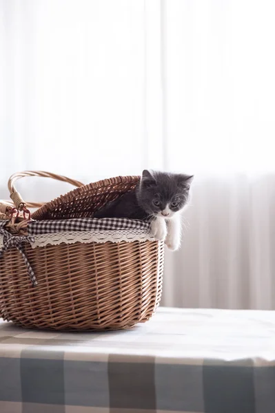 Britânico Shorthair, gatinho, tiro dentro de casa — Fotografia de Stock