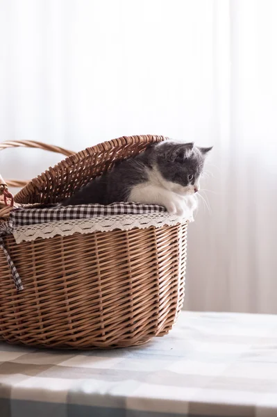 Britânico Shorthair, gatinho, tiro dentro de casa — Fotografia de Stock