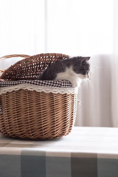 Britse korthaar, kitten, schoot binnenshuis — Stockfoto