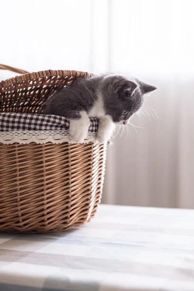 Britse korthaar, kitten, schoot binnenshuis — Stockfoto