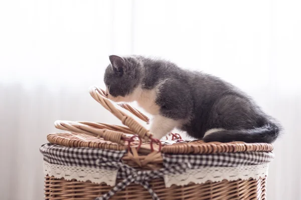 Britânico Shorthair, gatinho, tiro dentro de casa — Fotografia de Stock