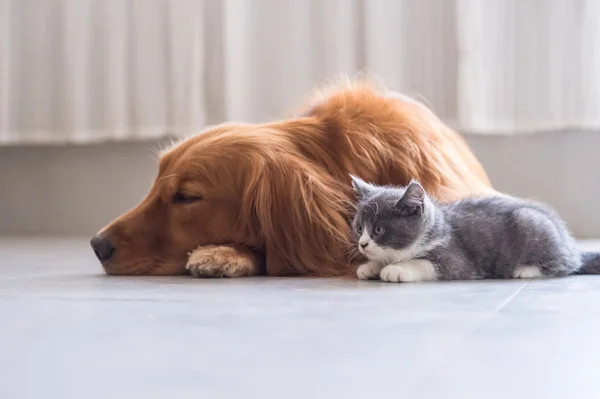 Hunde und Katzen im Haus — Stockfoto