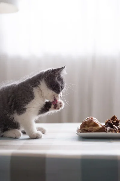 고양이 음식, 실내 촬영 — 스톡 사진
