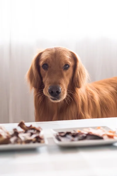 Golden retriever and its food — Stock Photo, Image