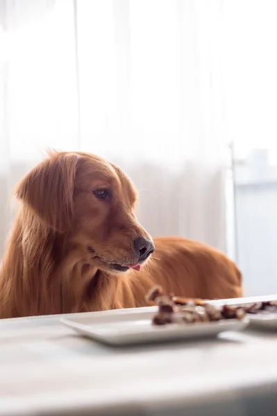 Golden retriever and its food — Stock Photo, Image