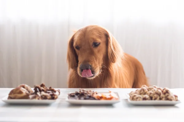 Golden Retriever und sein Futter — Stockfoto