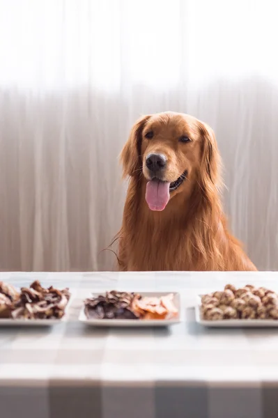 Golden retriever y su comida — Foto de Stock