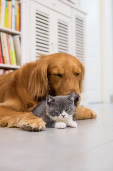 Honden en katten, genomen binnenshuis — Stockfoto