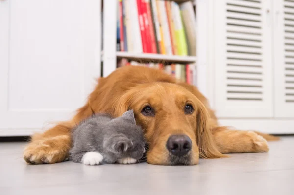 Perros y gatos, tomados en interiores — Foto de Stock