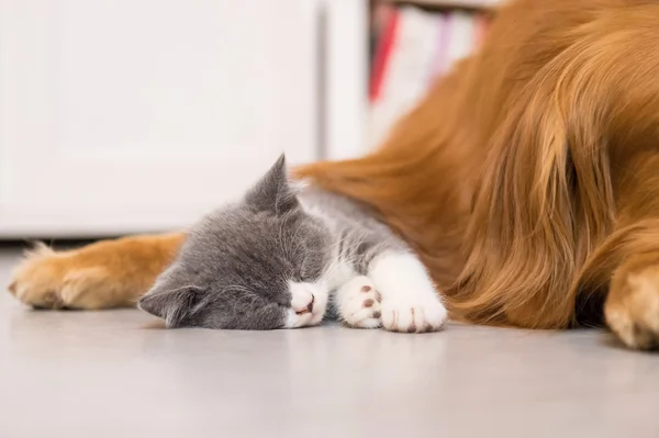 Köpek ve kedi, iç çekilmiş — Stok fotoğraf