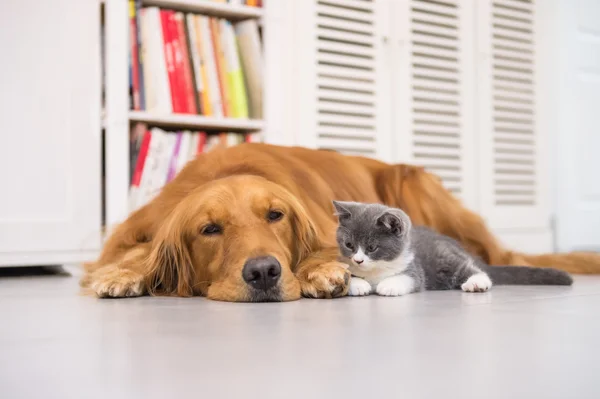 Hunde und Katzen im Haus — Stockfoto