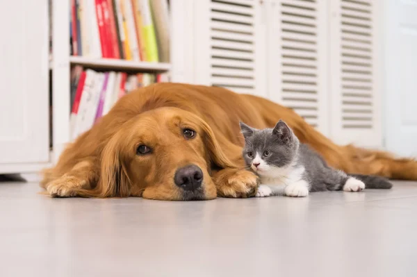 Собаки и кошки, взятые в помещении — стоковое фото
