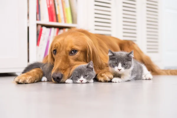 Honden en katten, genomen binnenshuis — Stockfoto