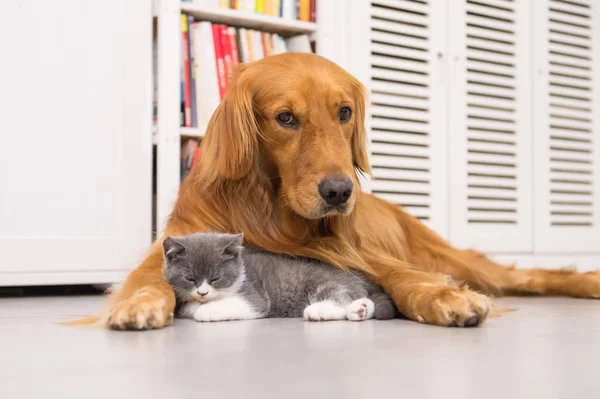 Собаки и кошки, взятые в помещении — стоковое фото