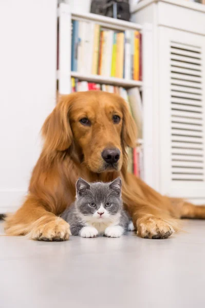 Köpek ve kedi, iç çekilmiş — Stok fotoğraf