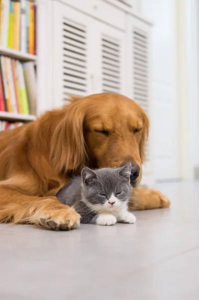 Köpek ve kedi, iç çekilmiş — Stok fotoğraf