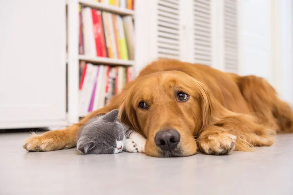 Perros y gatos, tomados en interiores — Foto de Stock