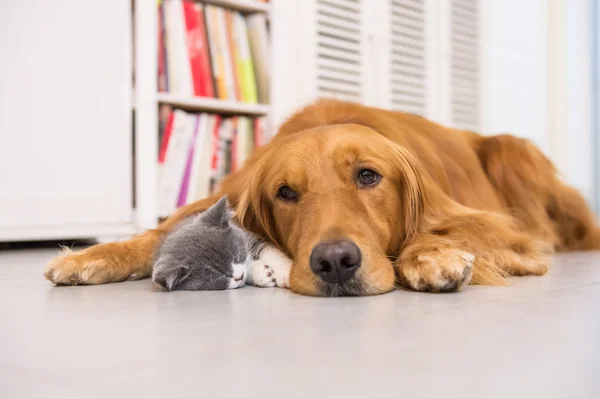 Honden en katten, genomen binnenshuis — Stockfoto