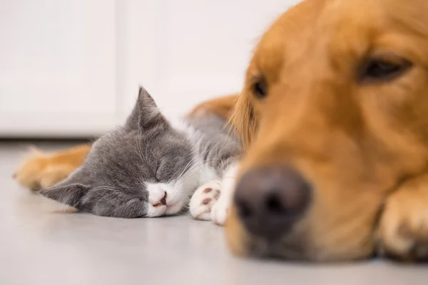 Hundar och katter, tas inomhus — Stockfoto