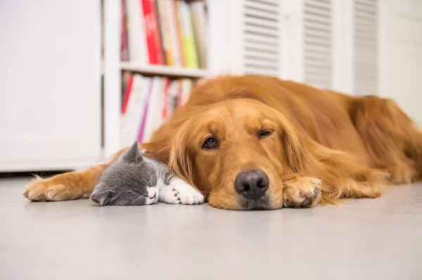 Hundar och katter, tas inomhus — Stockfoto