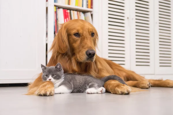 Köpek ve kedi, iç çekilmiş — Stok fotoğraf