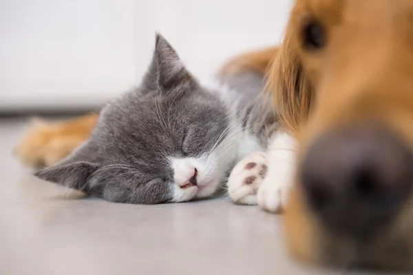 Hunde und Katzen im Haus — Stockfoto