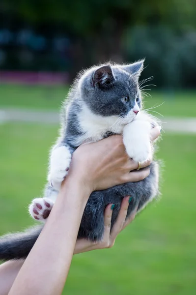 Mit einem Kätzchen in beiden Händen — Stockfoto