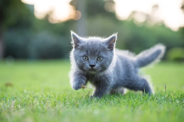 Grå kattunge på gräset — Stockfoto