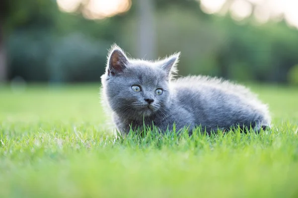 Gatinho cinzento na grama — Fotografia de Stock