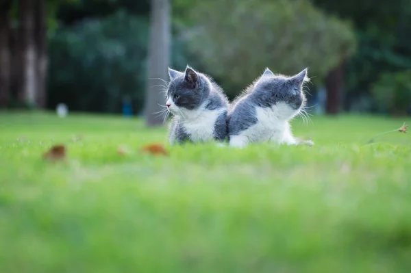 Graues Kätzchen auf dem Gras — Stockfoto