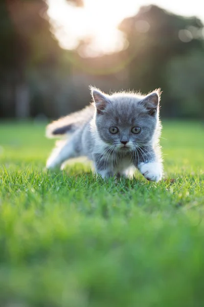 Graues Kätzchen auf dem Gras — Stockfoto