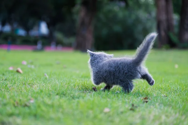 Graues Kätzchen auf dem Gras — Stockfoto