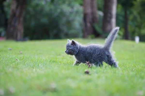 Çimenlerin üzerinde Gri kedi yavrusu — Stok fotoğraf
