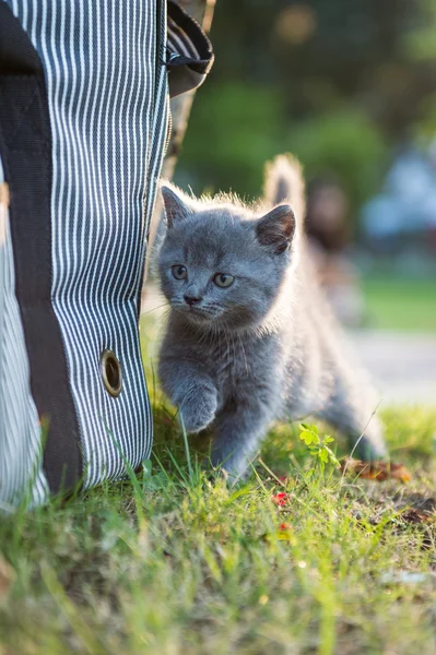 Graues Kätzchen auf dem Gras — Stockfoto