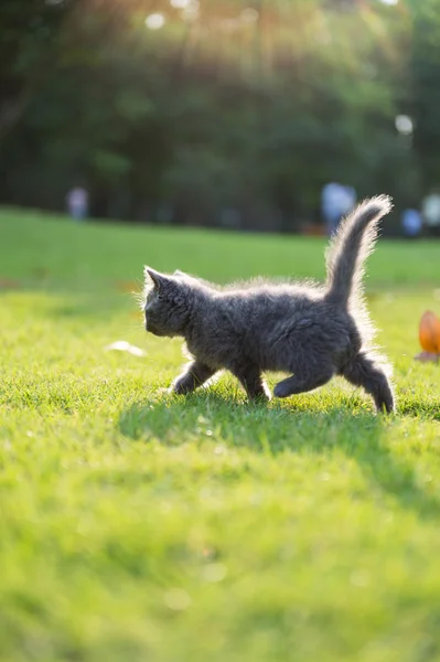 Gray kitten on the grass — Stock Photo, Image