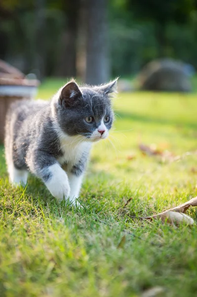 Gray kitten on the grass — Stock Photo, Image