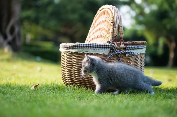 Graues Kätzchen auf dem Gras — Stockfoto