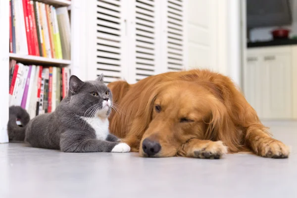 Köpek ve kedi, iç çekilmiş — Stok fotoğraf