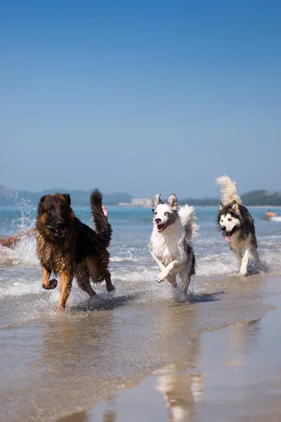 El perro corre por la playa junto al mar — Foto de Stock