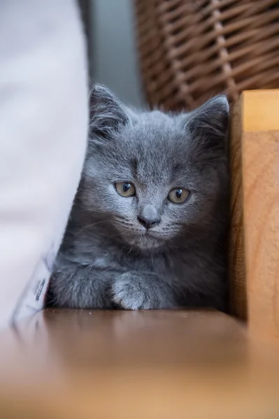 British Shorthair, kitten, shot indoors — Stock Photo, Image