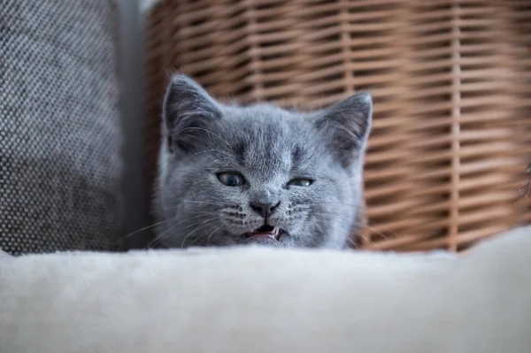 British Shorthair, chaton, tourné à l'intérieur — Photo