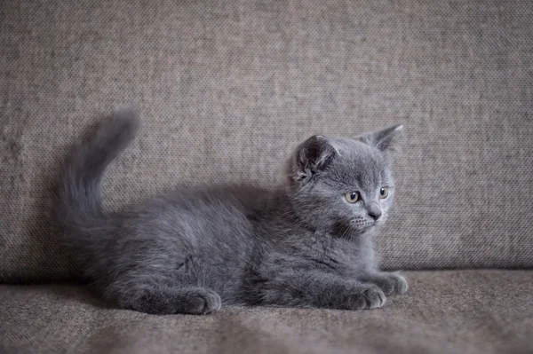 英国短毛猫，小猫，在室内拍摄 — 图库照片